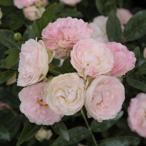Rózsaszín - Apróvirágú - magastörzsű rózsafa- bokros koronaforma